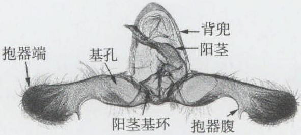 腹部